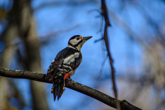 Dendrocopos major