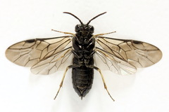 Monophadnus pallescens