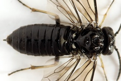 Monophadnus pallescens