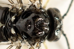 Monophadnus pallescens