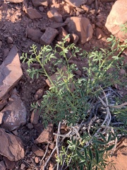 Dalea searlsiae