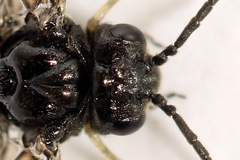 Monophadnus pallescens