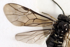 Monophadnus pallescens