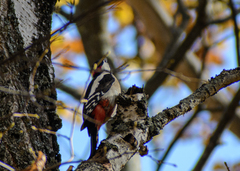 Dendrocopos major
