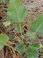 Rumex spinosus