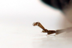 Monophadnus pallescens