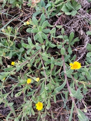 Calendula suffruticosa