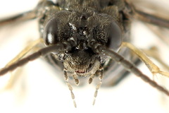 Monophadnus pallescens