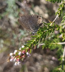Leptotes pirithous