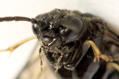 Monophadnus pallescens