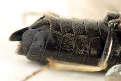 Monophadnus pallescens