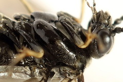 Monophadnus pallescens