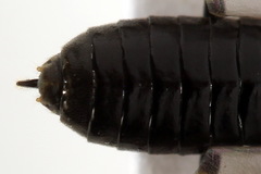 Monophadnus pallescens