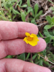 Calendula suffruticosa
