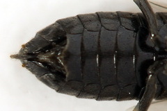 Monophadnus pallescens