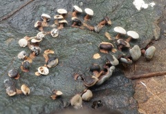 Diderma hemisphaericum