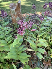 Tricyrtis