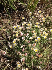 Aphanostephus ramosissimus