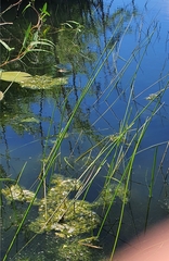 Eleocharis interstincta