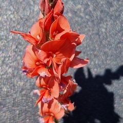 Indigofera bongardiana