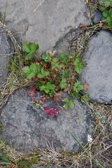 Potentilla gelida