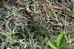 Antennaria dimorpha