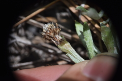 Antennaria dimorpha