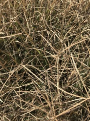 Chloris verticillata