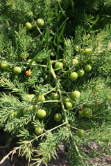 Asparagus prostratus