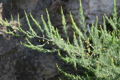 Asparagus prostratus