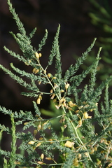 Asparagus prostratus