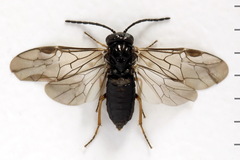 Pseudodineura fuscula