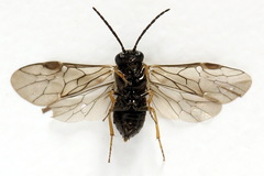 Pseudodineura fuscula