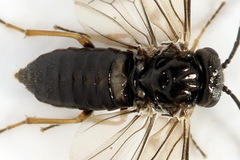 Pseudodineura fuscula