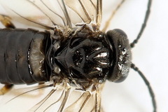 Pseudodineura fuscula