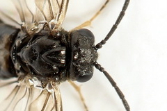 Pseudodineura fuscula