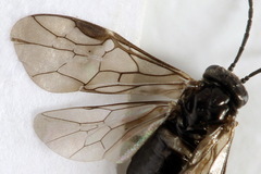 Pseudodineura fuscula