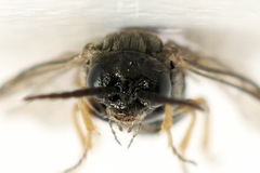 Pseudodineura fuscula
