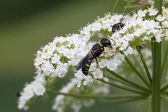 Ectemnius decemmaculatus