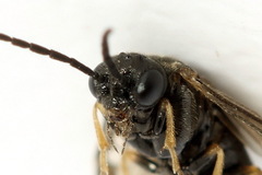 Pseudodineura fuscula