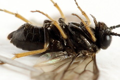 Pseudodineura fuscula