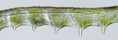 Pseudodineura fuscula