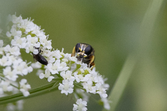 Ectemnius decemmaculatus