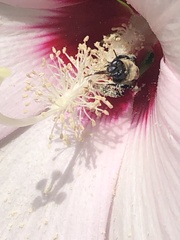 Ptilothrix bombiformis