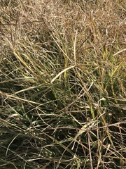 Chloris verticillata