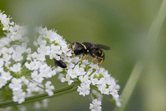Ectemnius decemmaculatus