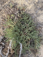 Ericameria ericoides