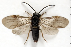 Pseudodineura fuscula