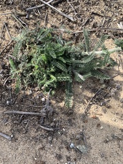 Achillea millefolium