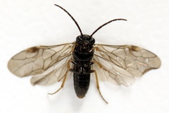 Pseudodineura fuscula